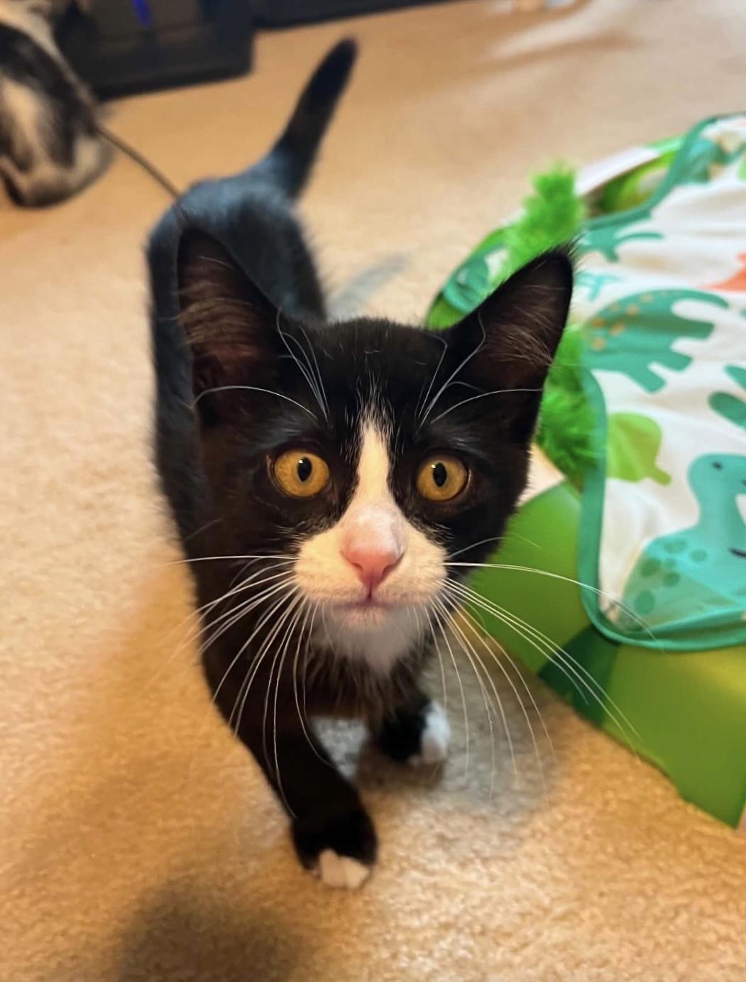 Enlarge Dim, a Adoptable Domestic Short Hair in South Lyon, MI image 6/6