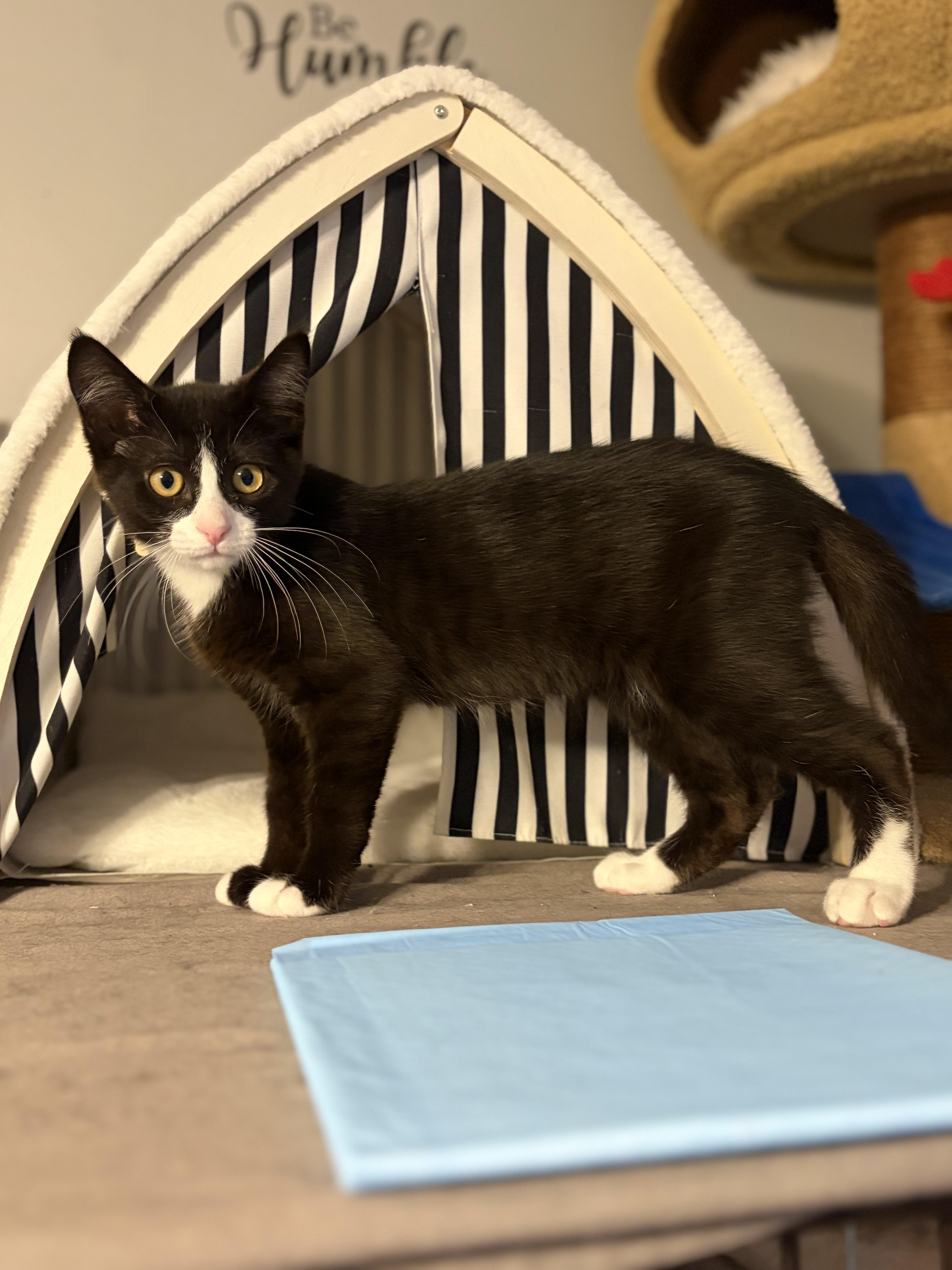 Enlarge Dim, a Adoptable Domestic Short Hair in South Lyon, MI image 5/6
