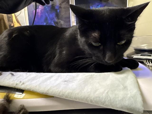 Enlarge NOVA, a Adoptable Domestic Short Hair in Pueblo, CO image 1/1