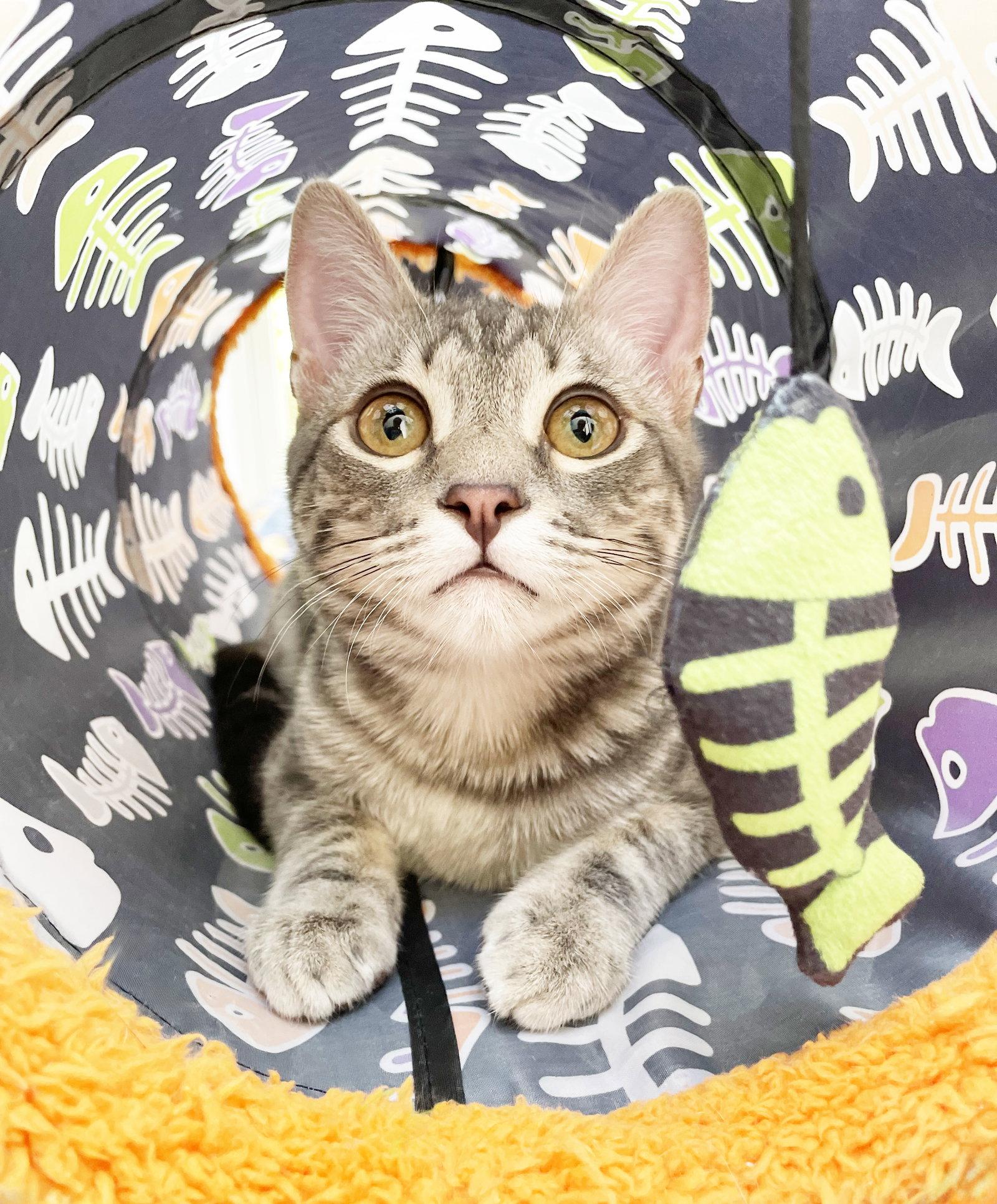 Bluster, Adoptable, Kitten Male Tabby.