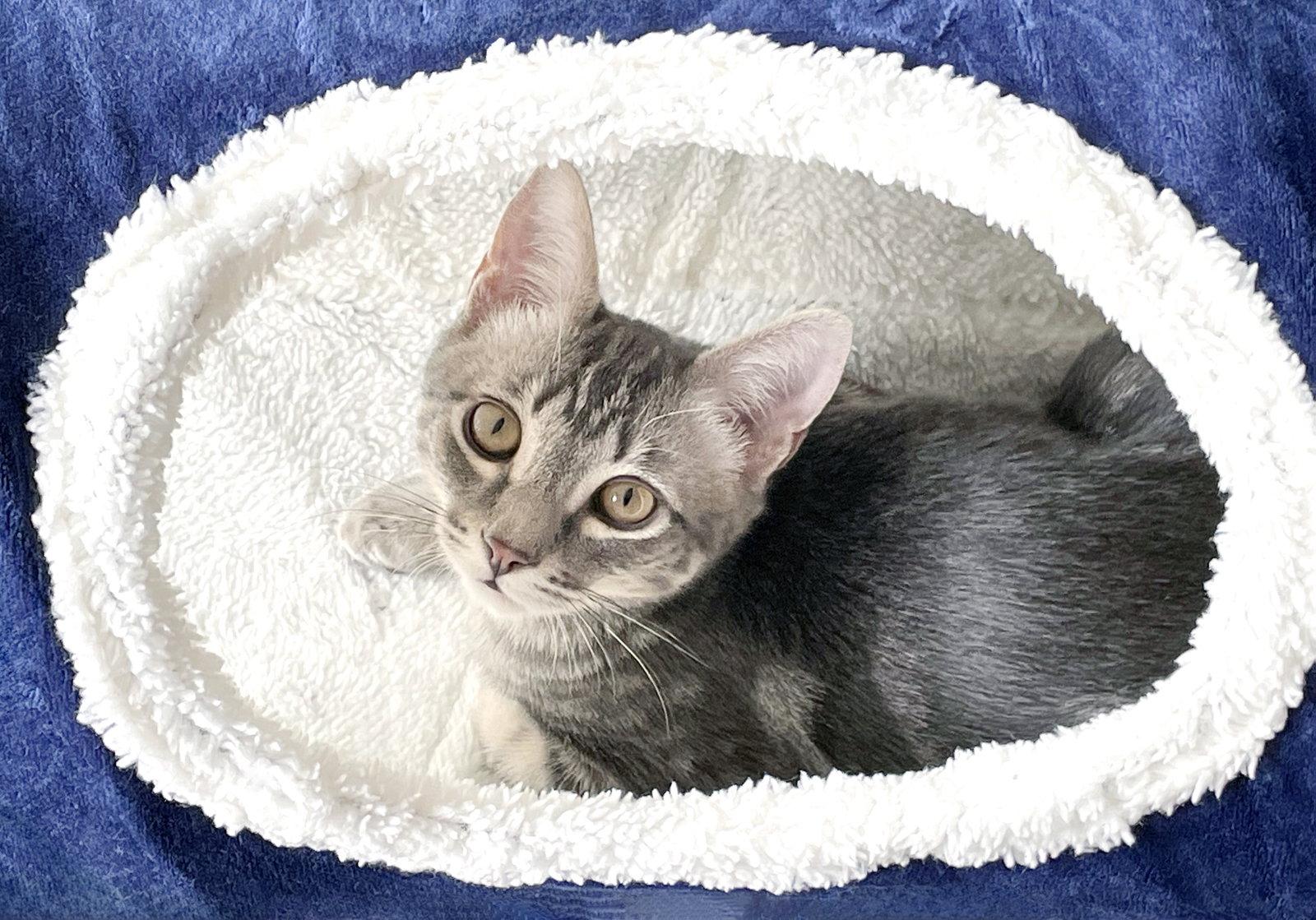 Enlarge Bluster, a Adoptable Tabby in Alameda, CA image 2/3