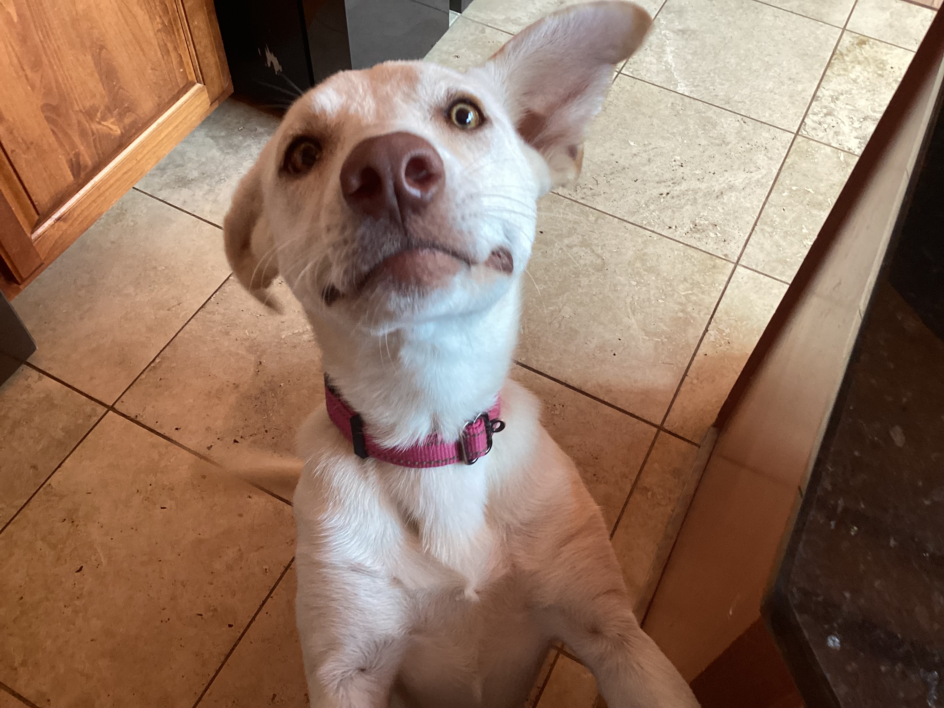 Enlarge Sissy, a Adopted Yellow Labrador Retriever in Rogersville, TN image 3/6