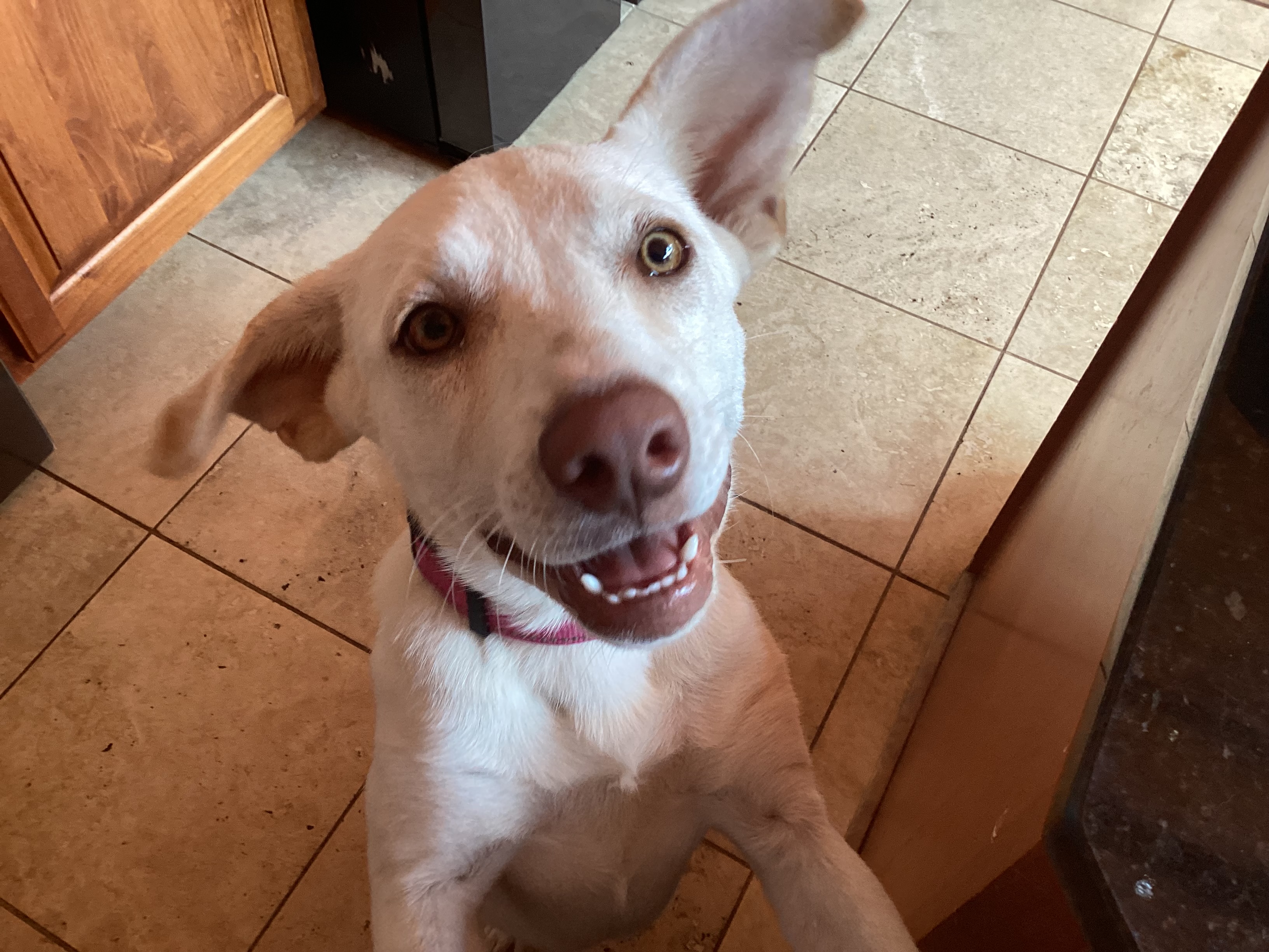 Sissy, Adopted, Young Female Yellow Labrador Retriever.