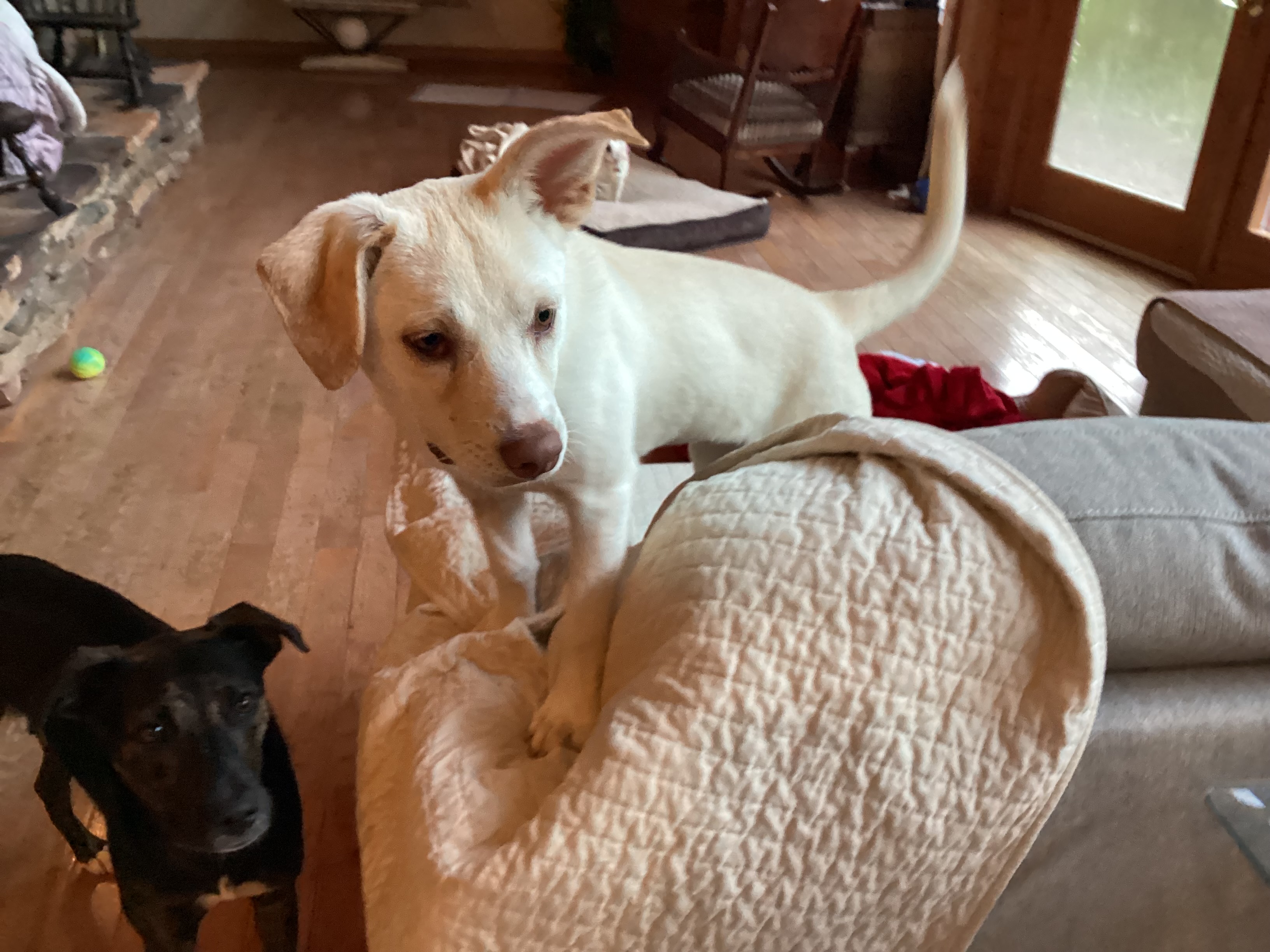 Enlarge Sissy, a Adopted Yellow Labrador Retriever in Rogersville, TN image 4/6