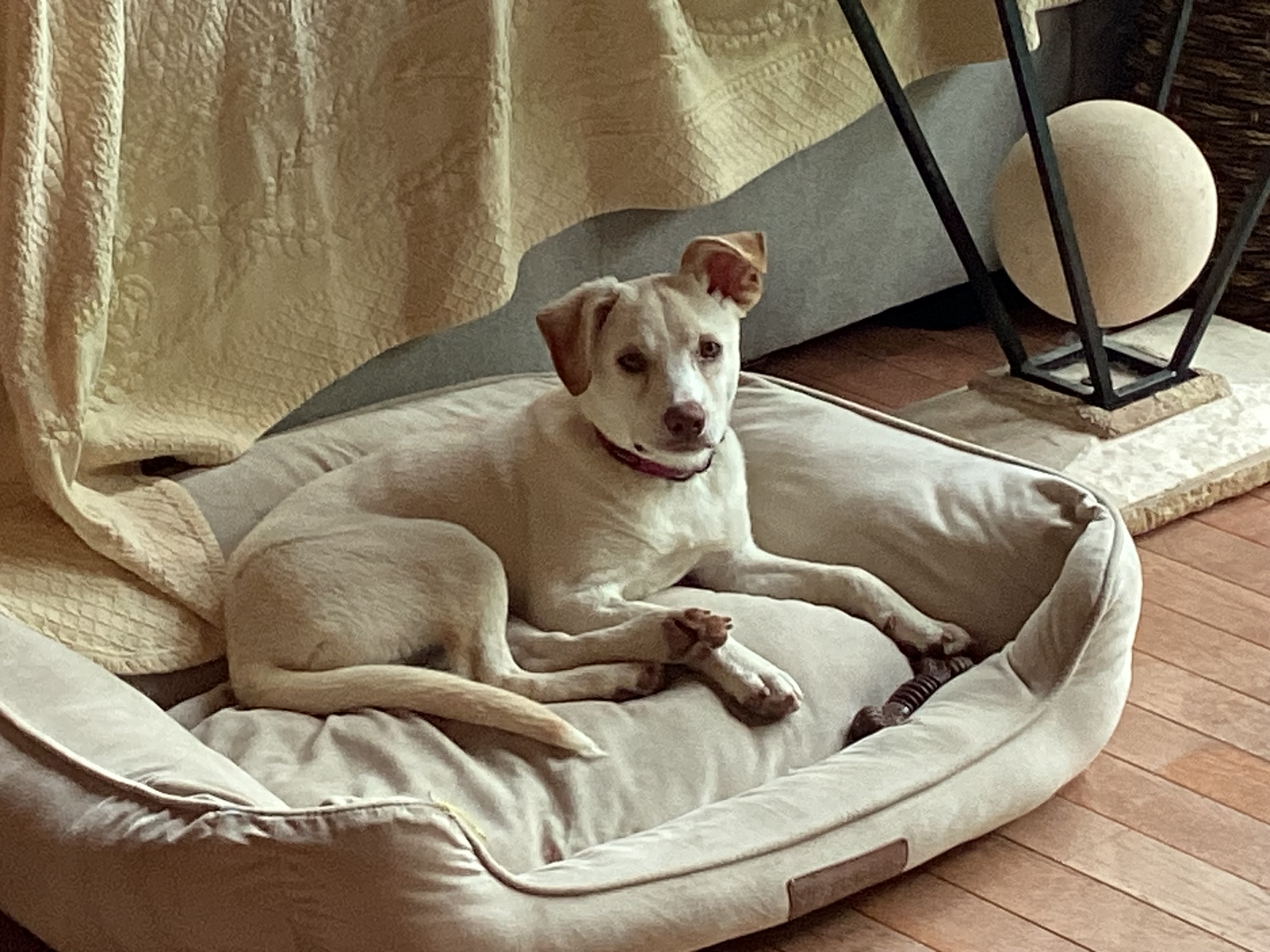 Enlarge Sissy, a Adopted Yellow Labrador Retriever in Rogersville, TN image 6/6