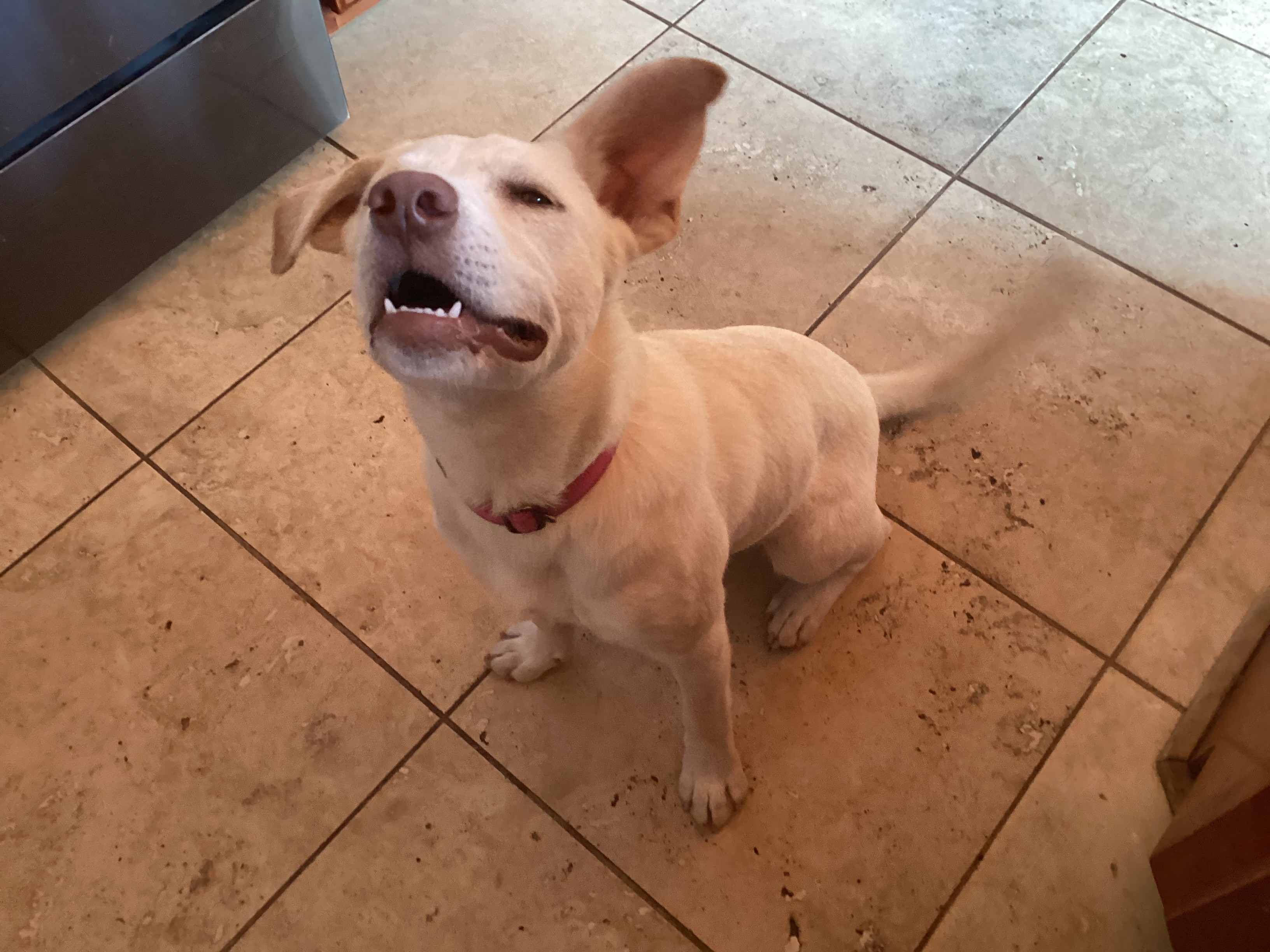 Enlarge Sissy, a Adopted Yellow Labrador Retriever in Rogersville, TN image 5/6