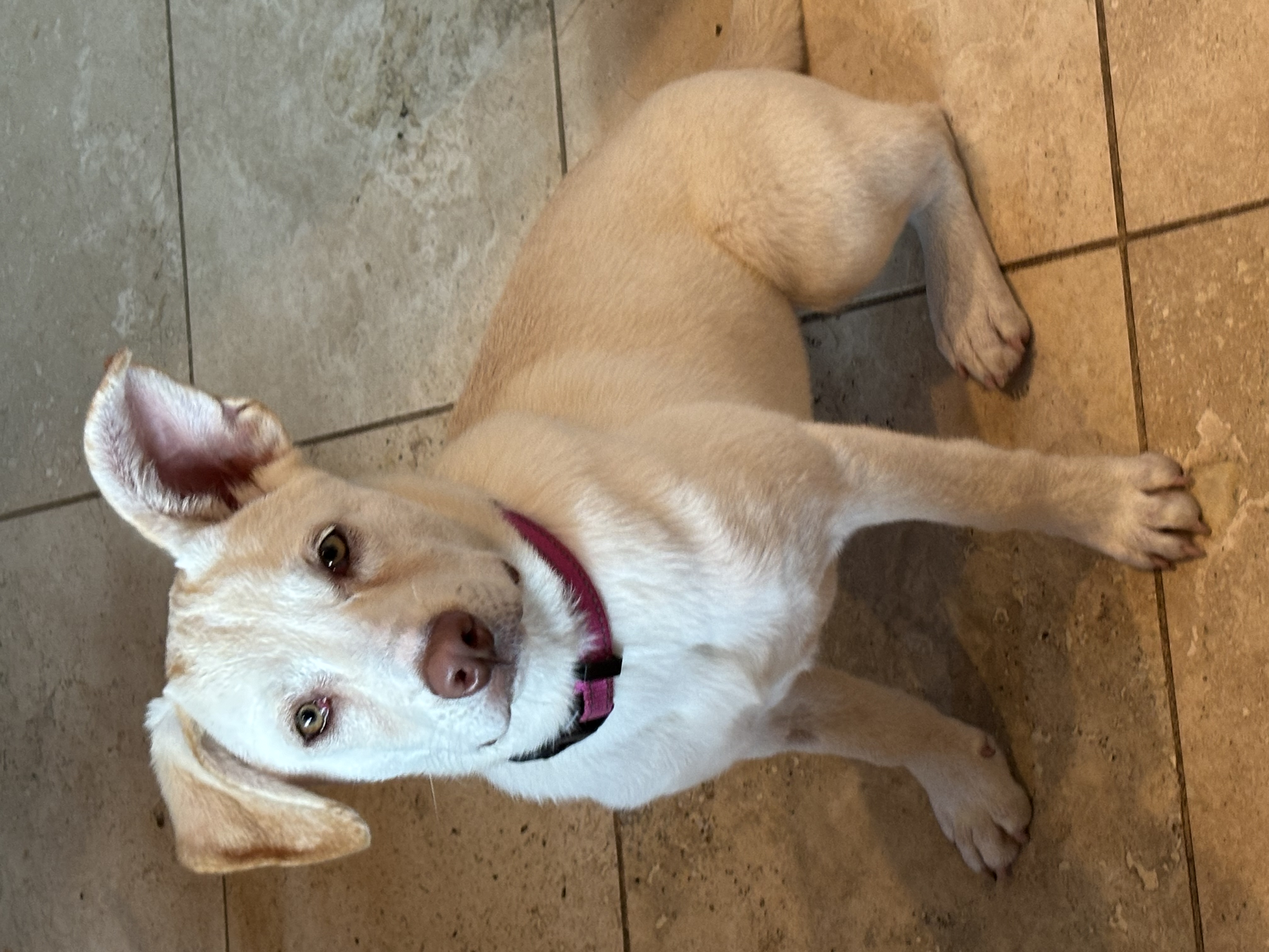 Enlarge Sissy, a Adopted Yellow Labrador Retriever in Rogersville, TN image 2/6