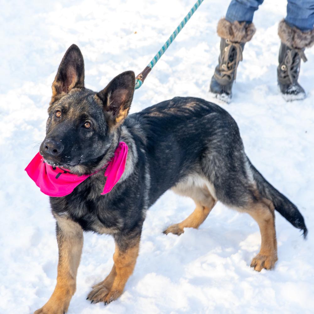 Enlarge Holly (Female)    , a Adoptable Shepherd in West Grove, PA image 6/6