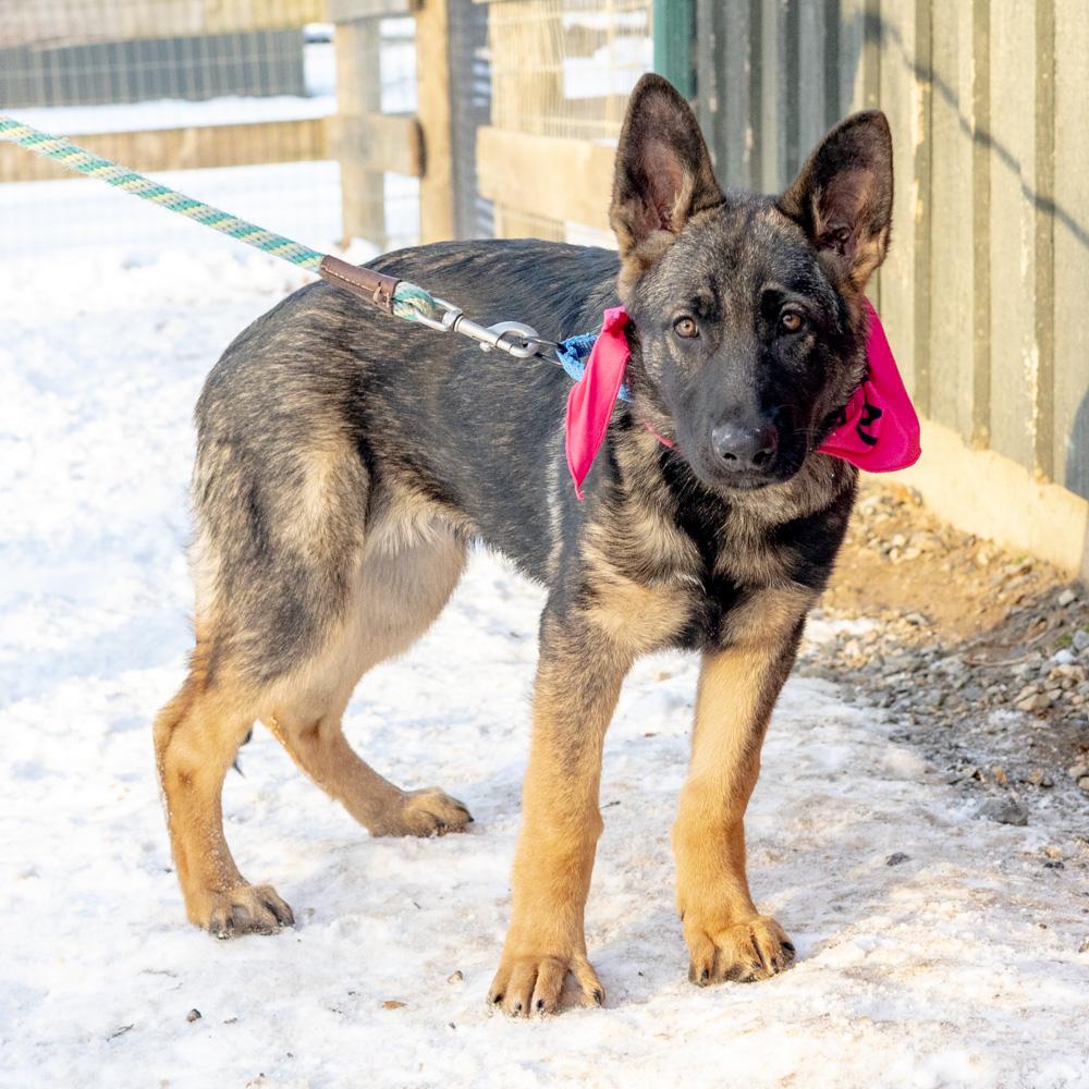 Enlarge Holly (Female)    , a Adoptable Shepherd in West Grove, PA image 3/6