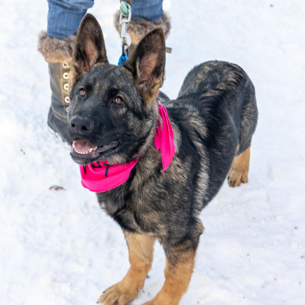 Enlarge Holly (Female)    , a Adoptable Shepherd in West Grove, PA image 2/6