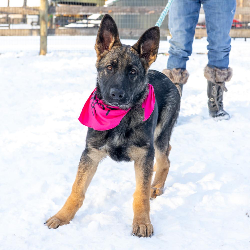 Enlarge Holly (Female)    , a Adoptable Shepherd in West Grove, PA image 4/6