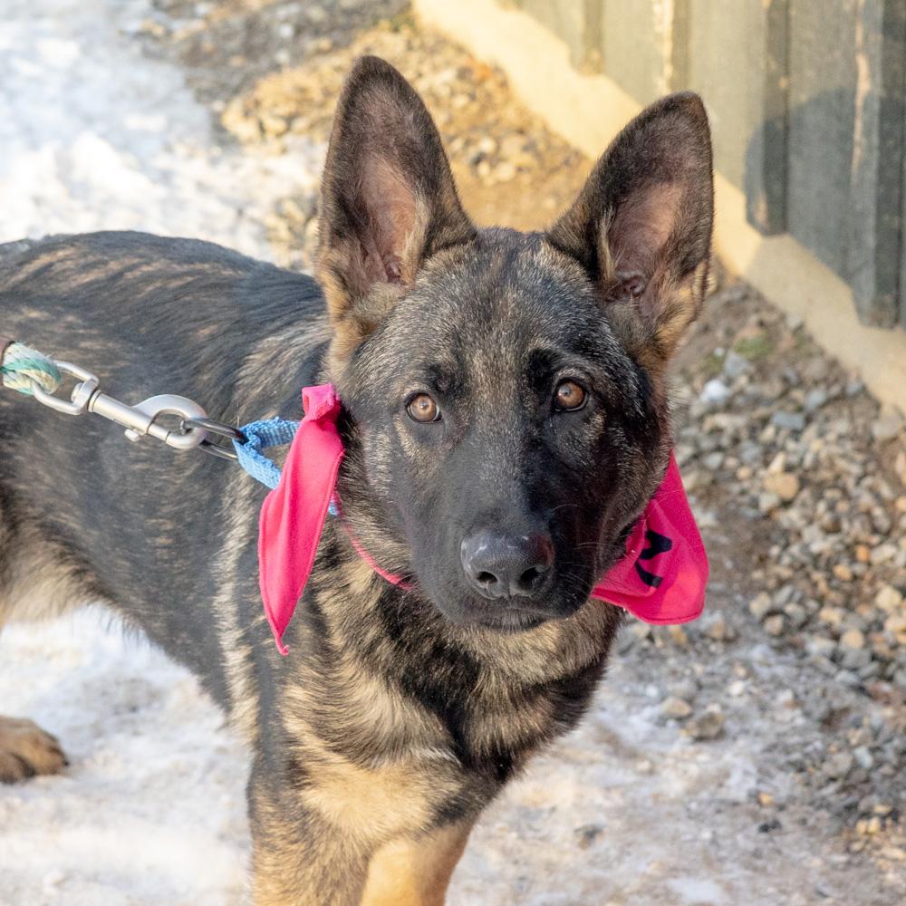 Enlarge Holly (Female)    , a Adoptable Shepherd in West Grove, PA image 1/6