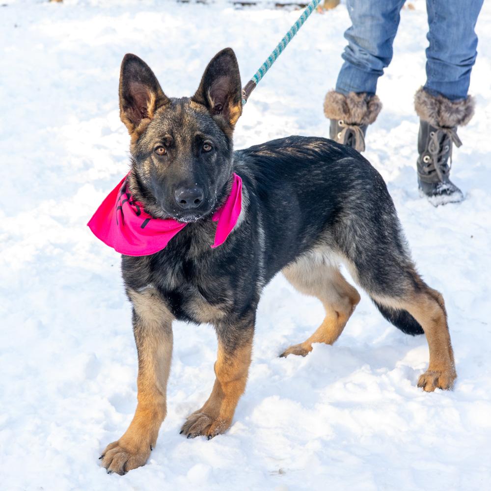 Enlarge Holly (Female)    , a Adoptable Shepherd in West Grove, PA image 5/6