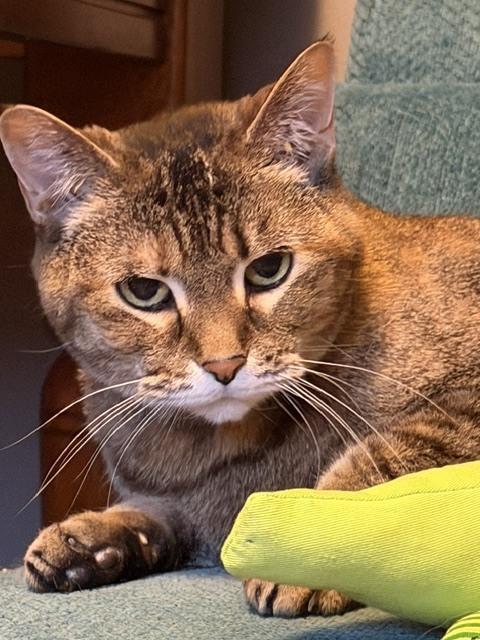 Pea, Adoptable, Senior Female Tabby & Domestic Short Hair.