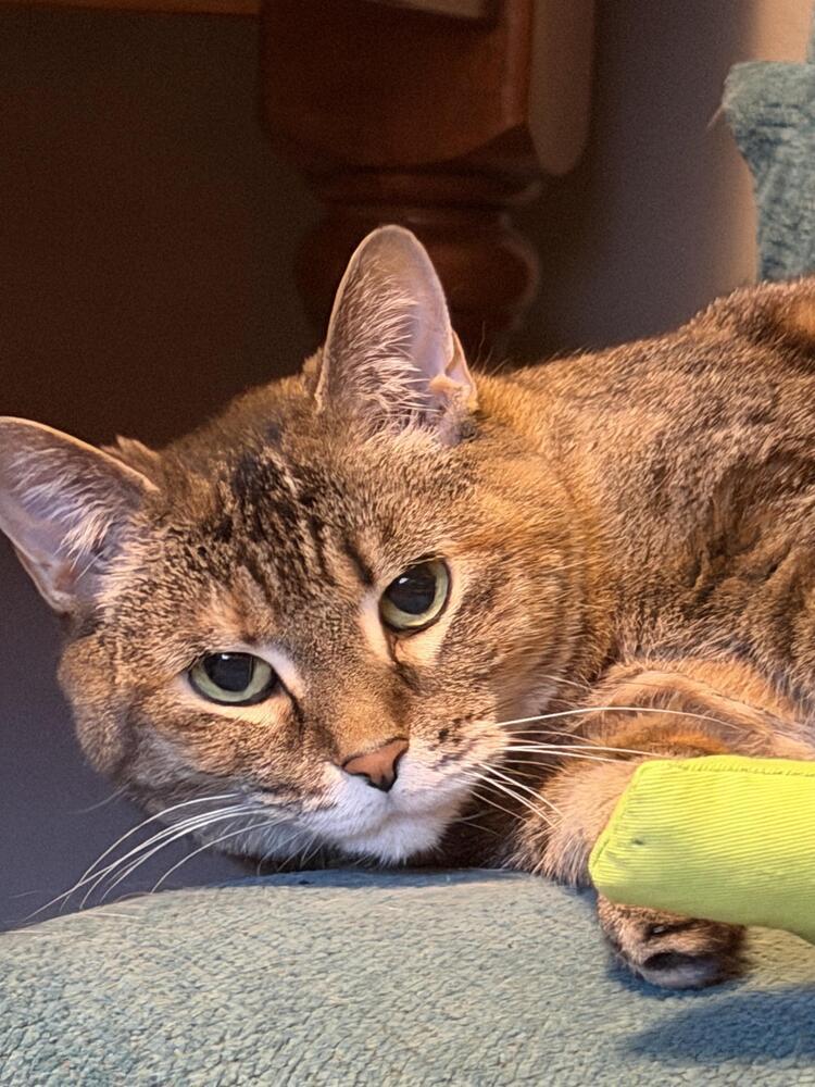 Enlarge Pea, a Adoptable mixed breed in Plymouth, MN image 3/5