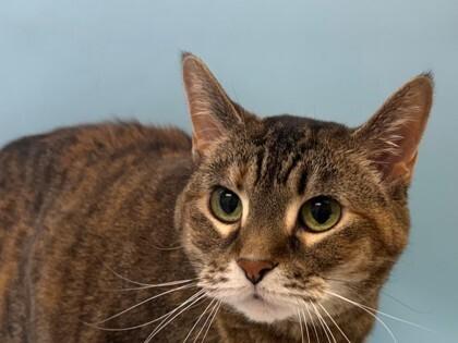 Pea, a Adoptable mixed breed in Plymouth, MN image 3/5
