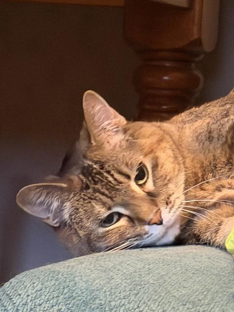 Enlarge Pea, a Adoptable mixed breed in Plymouth, MN image 4/5