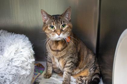 Enlarge Pea, a Adoptable mixed breed in Plymouth, MN image 5/5