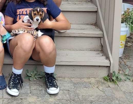 Enlarge Spike - AV, a Adopted Beagle in Clinton, MI image 1/1