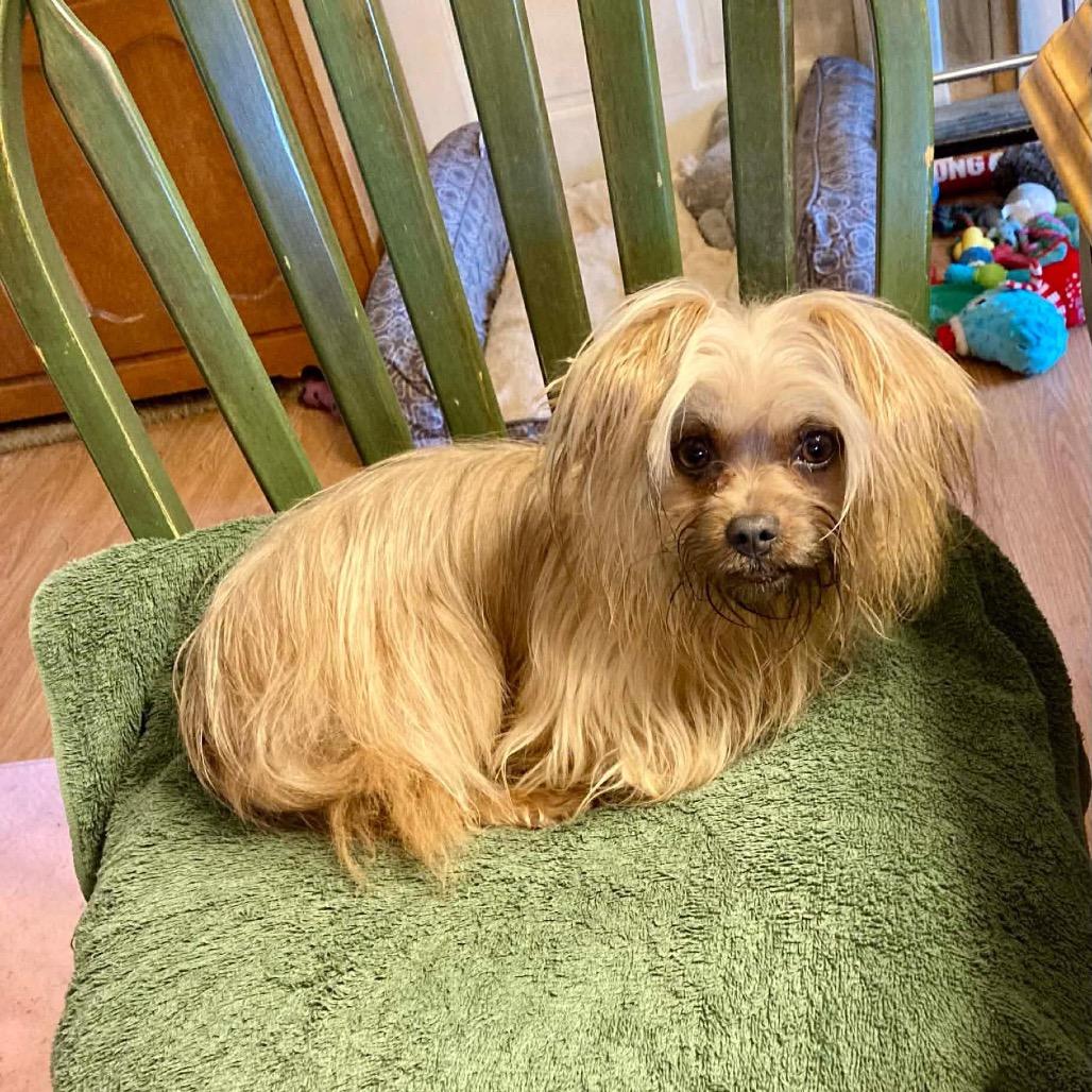 Enlarge Munchy, a Adoptable mixed breed in Phoenix, MD image 1/1