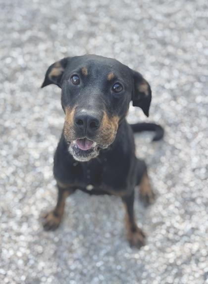 Enlarge Mabell (Bella), a Adoptable mixed breed in Gray, LA image 1/2
