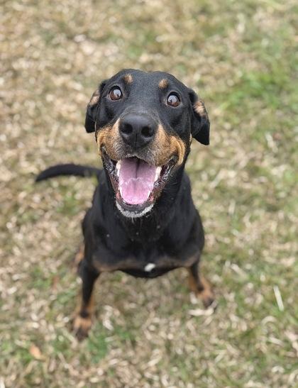 Mabell (Bella), Adoptable, Adult Female Hound & Mixed Breed.