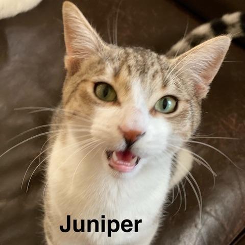 Juniper, Adoptable, Young Male Domestic Short Hair.