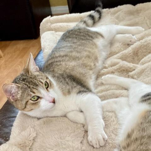 Enlarge Juniper, a Adoptable Domestic Short Hair in Long Beach, CA image 2/4