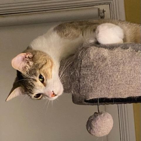 Enlarge Juniper, a Adoptable Domestic Short Hair in Long Beach, CA image 4/4