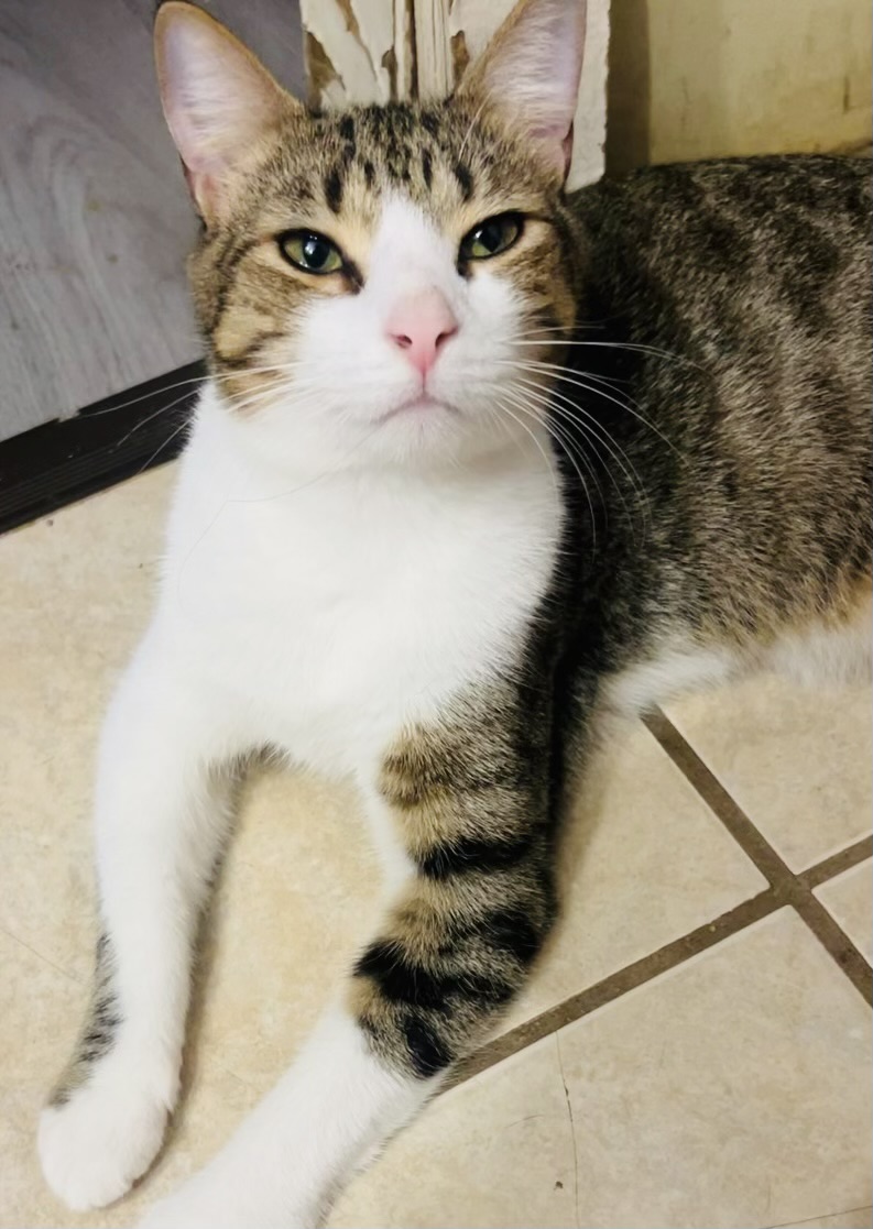 Cat for adoption Robin, a Domestic Short Hair Mix in Ransomville, NY