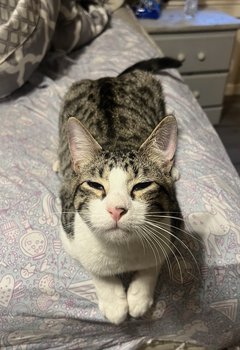 Cat for adoption Robin, a Domestic Short Hair Mix in Ransomville, NY