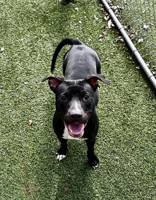 BELLA, Adoptable, Young Female Pit Bull Terrier & Mixed Breed.