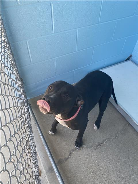 BELLA, Adoptable, Young Female Pit Bull Terrier & Mixed Breed.