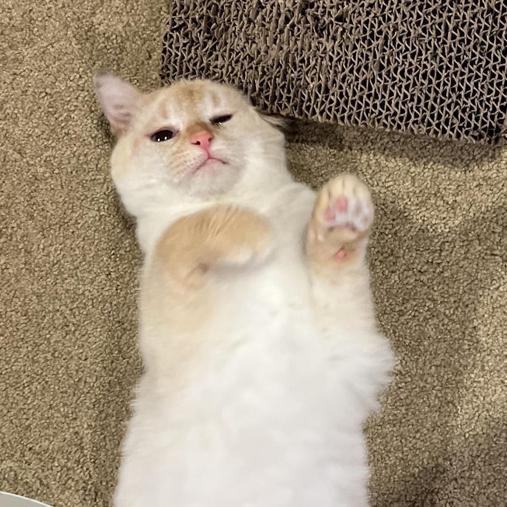 Enlarge Bunny (Courtesy Post), a Adoptable mixed breed in St. Paul, MN image 1/5