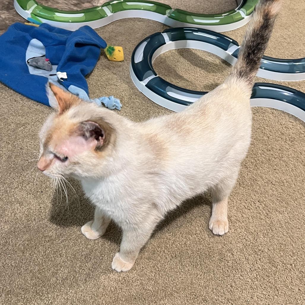 Enlarge Bunny (Courtesy Post), a Adoptable mixed breed in St. Paul, MN image 2/5