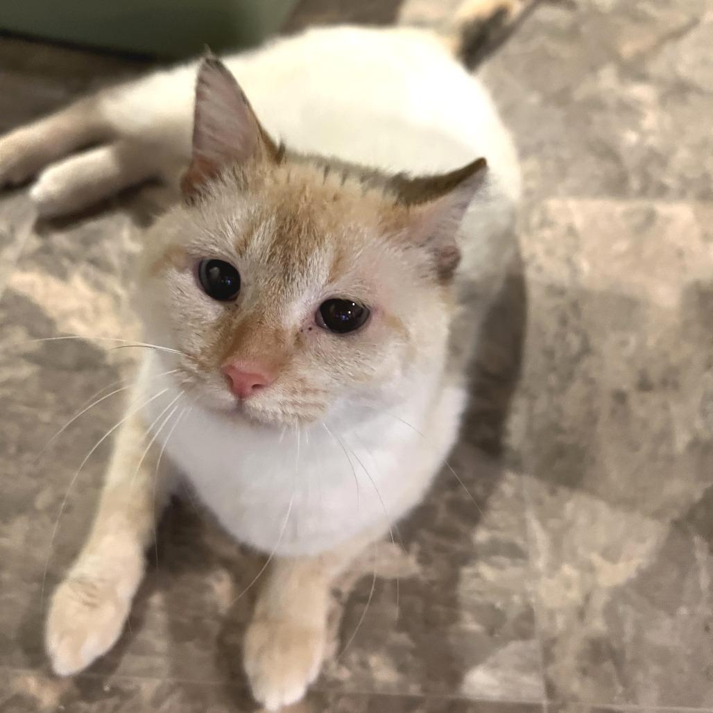 Enlarge Bunny (Courtesy Post), a Adoptable mixed breed in St. Paul, MN image 3/5