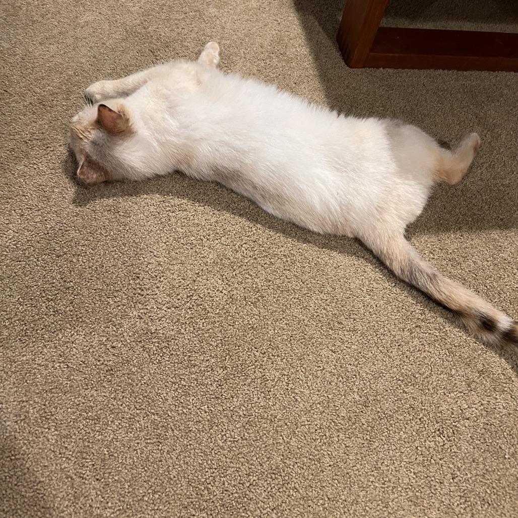 Enlarge Bunny (Courtesy Post), a Adoptable mixed breed in St. Paul, MN image 4/5