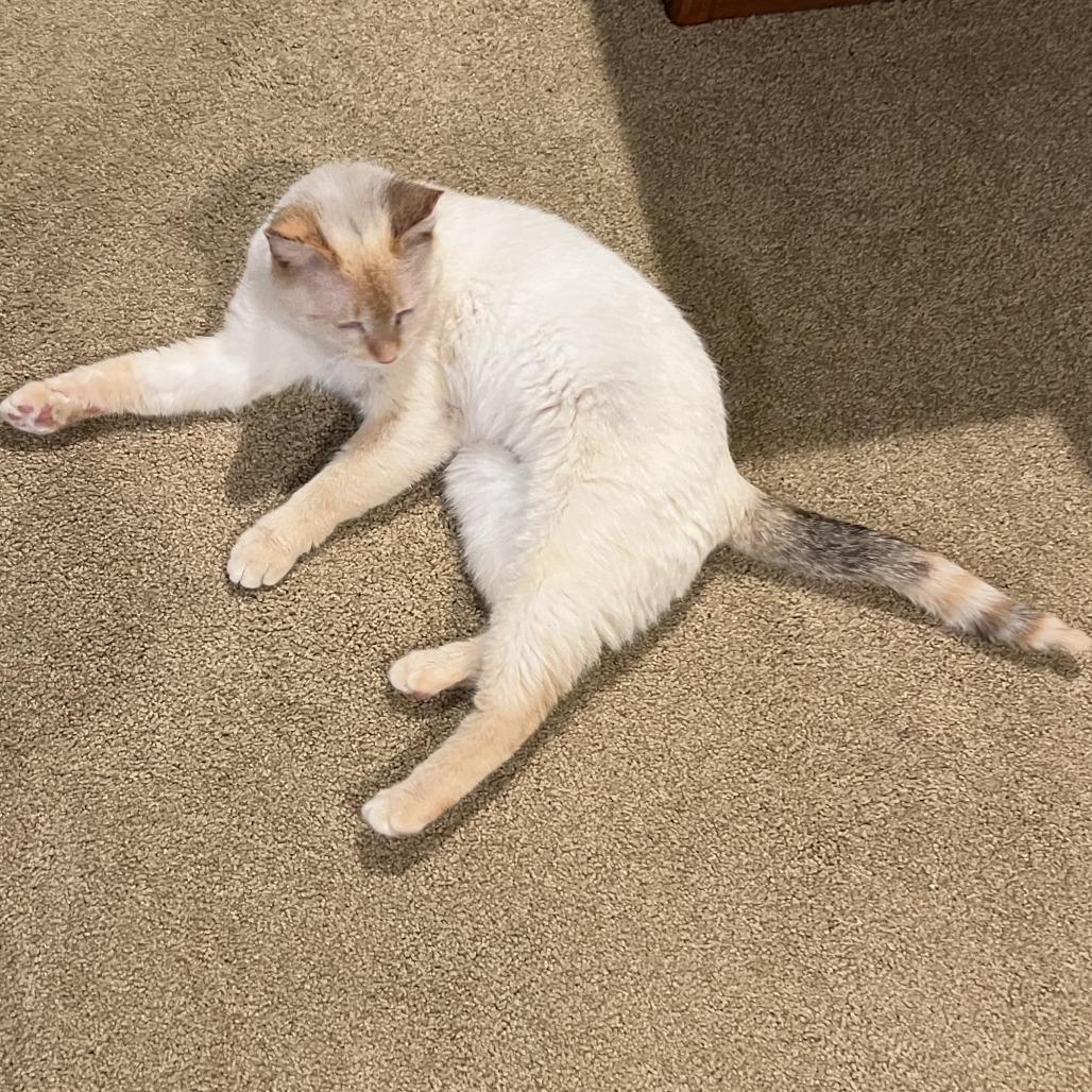 Enlarge Bunny (Courtesy Post), a Adoptable mixed breed in St. Paul, MN image 5/5