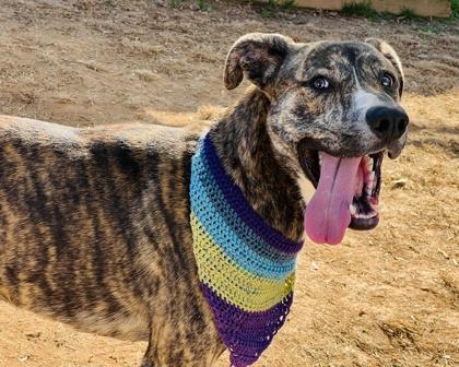 Ernie $85, Adoptable, Young Male Hound & Mixed Breed.