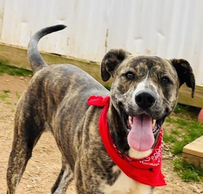 Enlarge Ernie $85, a Adoptable mixed breed in Seneca, SC image 2/3