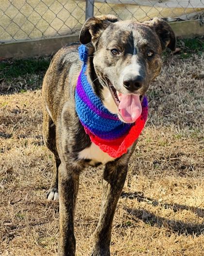 Enlarge Ernie $85, a Adoptable mixed breed in Seneca, SC image 1/3