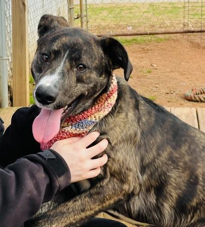 Enlarge Ernie $85, a Adoptable mixed breed in Seneca, SC image 2/3