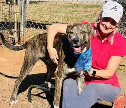 Enlarge Ernie $85, a Adoptable mixed breed in Seneca, SC image 3/3