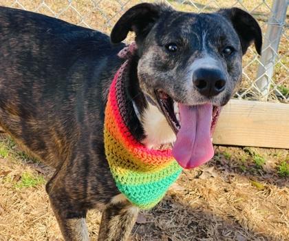 Enlarge Ernie $85, a Adoptable mixed breed in Seneca, SC image 3/3