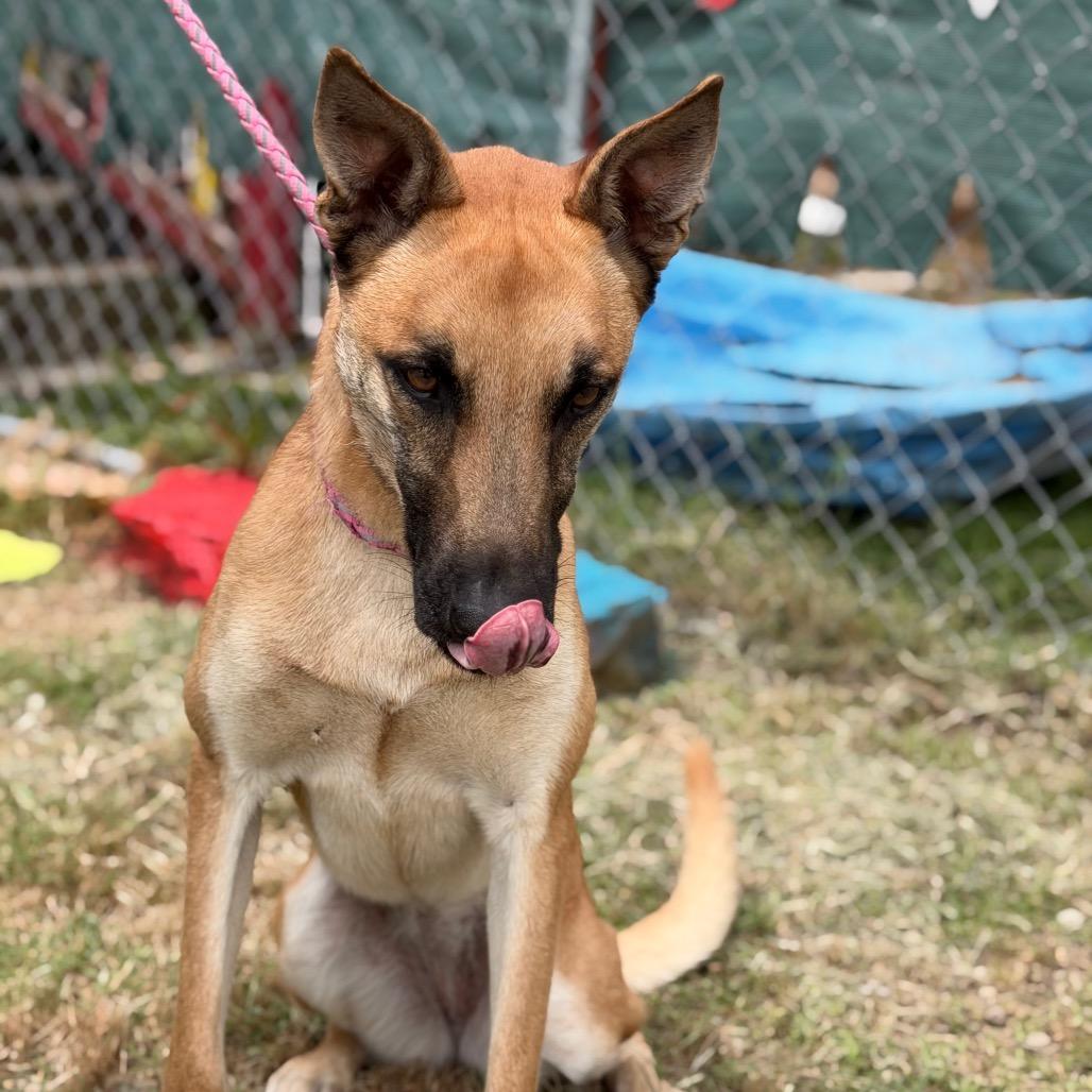 Justice, Adoptable, Young Female Belgian Shepherd / Malinois & Mixed Breed.
