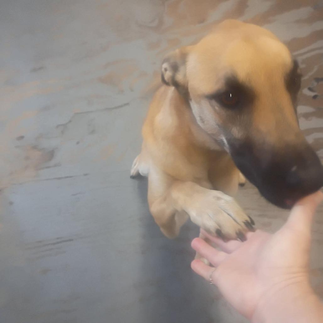 Justice, a Adoptable mixed breed in Tulsa, OK image 2/6