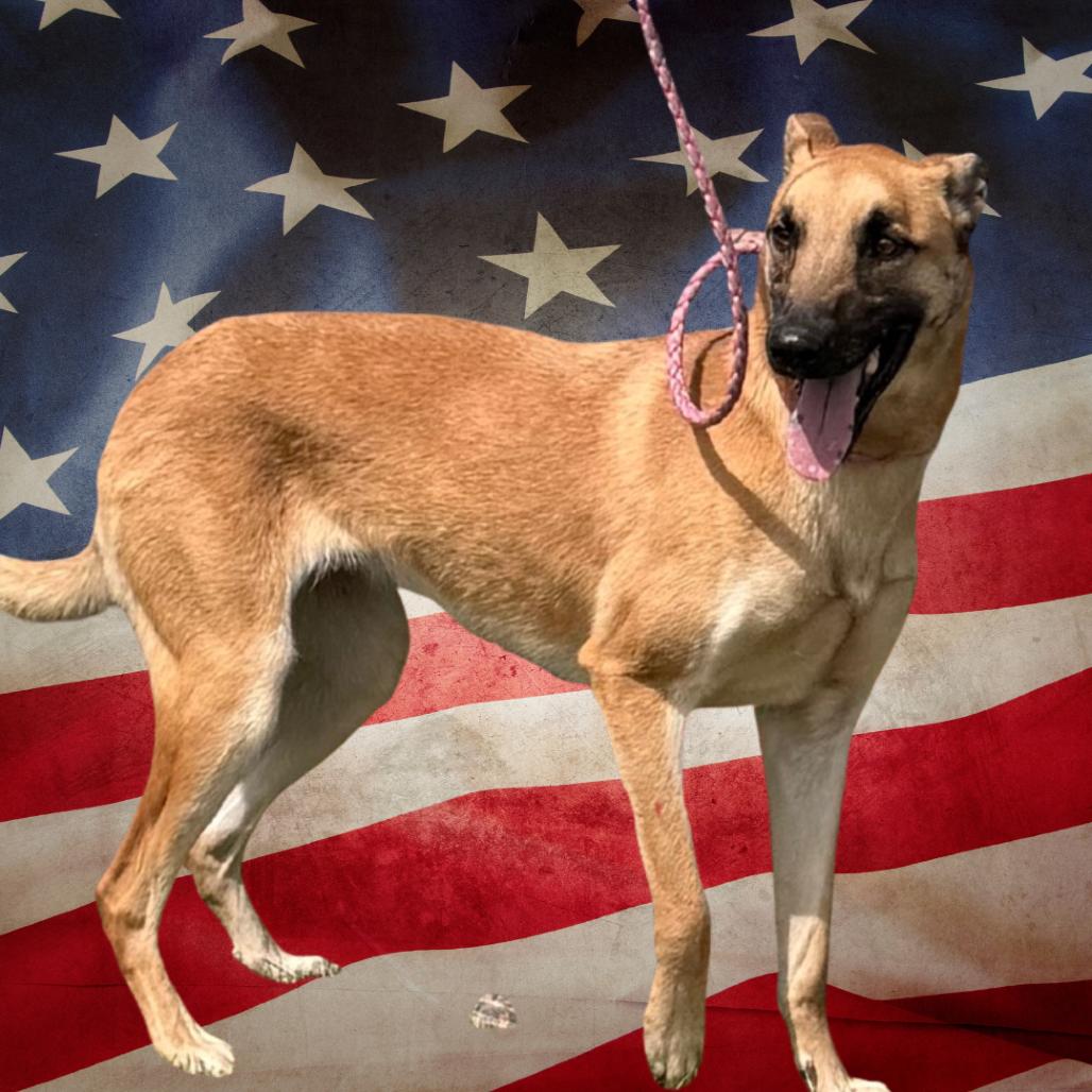 Enlarge Justice, a Adoptable mixed breed in Tulsa, OK image 3/6