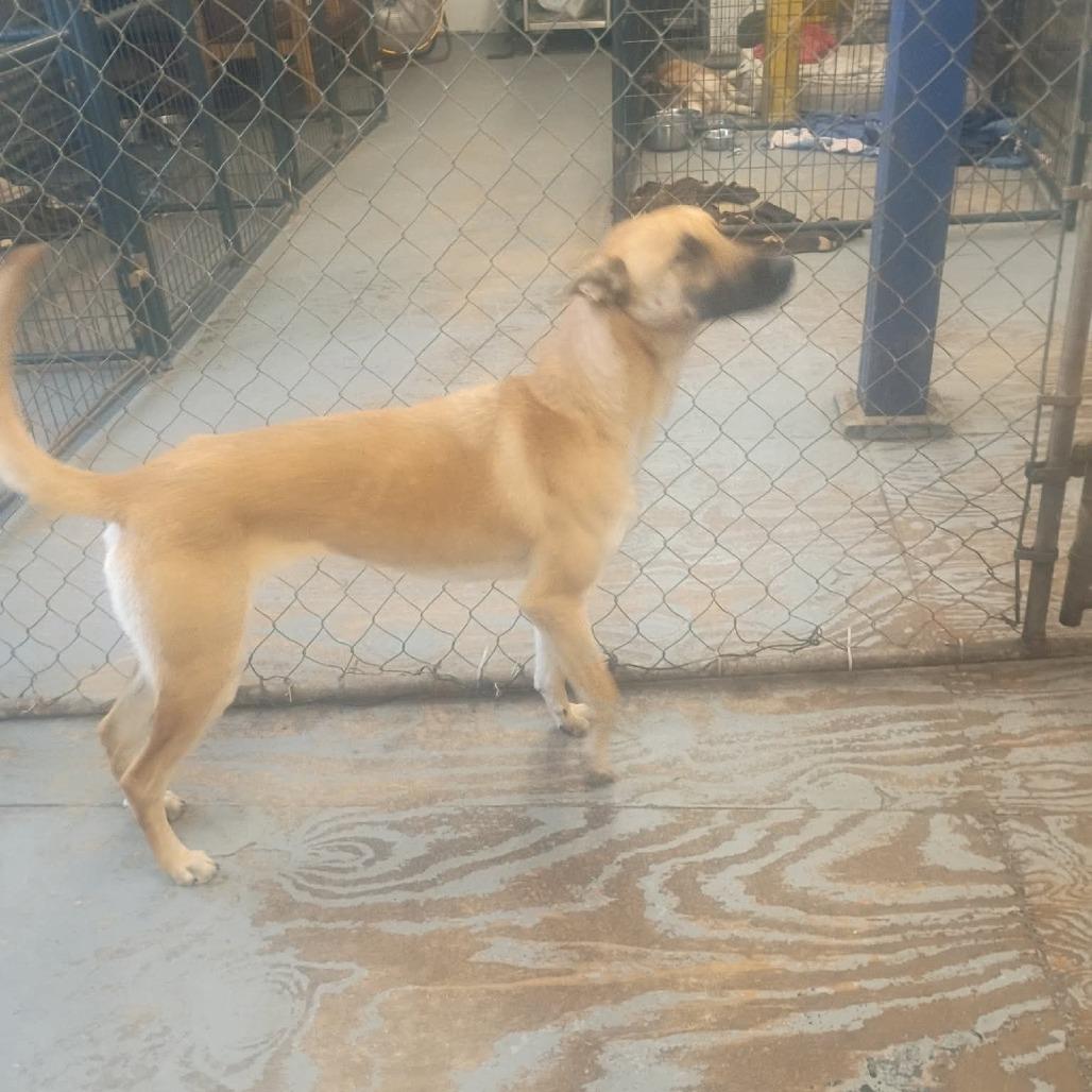 Justice, a Adoptable mixed breed in Tulsa, OK image 3/6