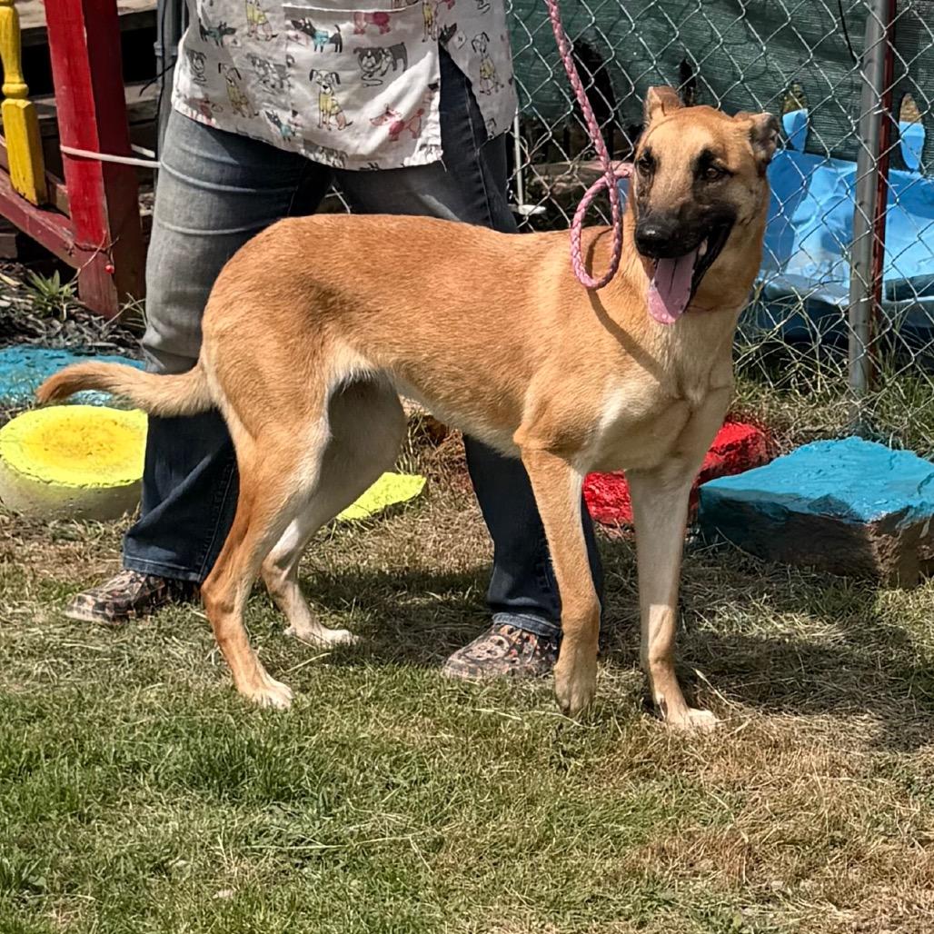 Justice, a Adoptable mixed breed in Tulsa, OK image 4/6