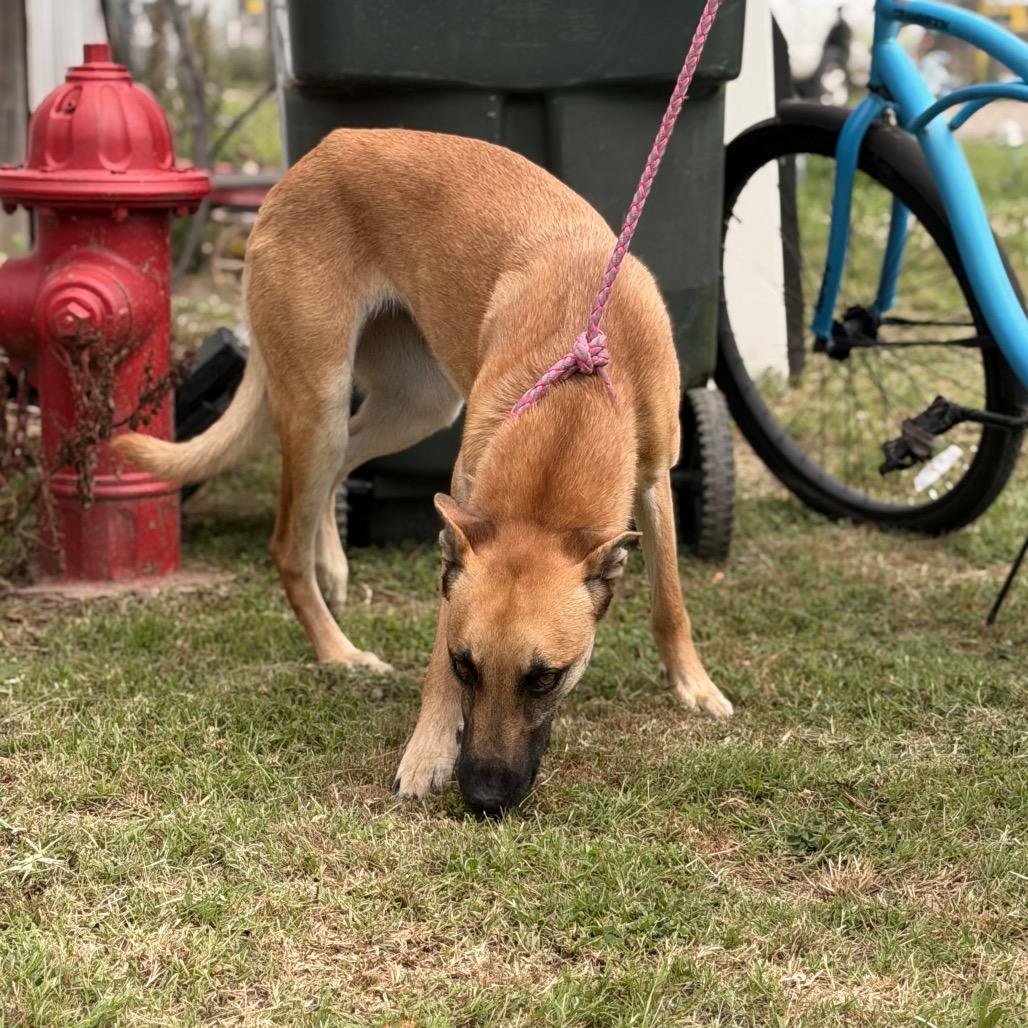 Justice, a Adoptable mixed breed in Tulsa, OK image 5/6